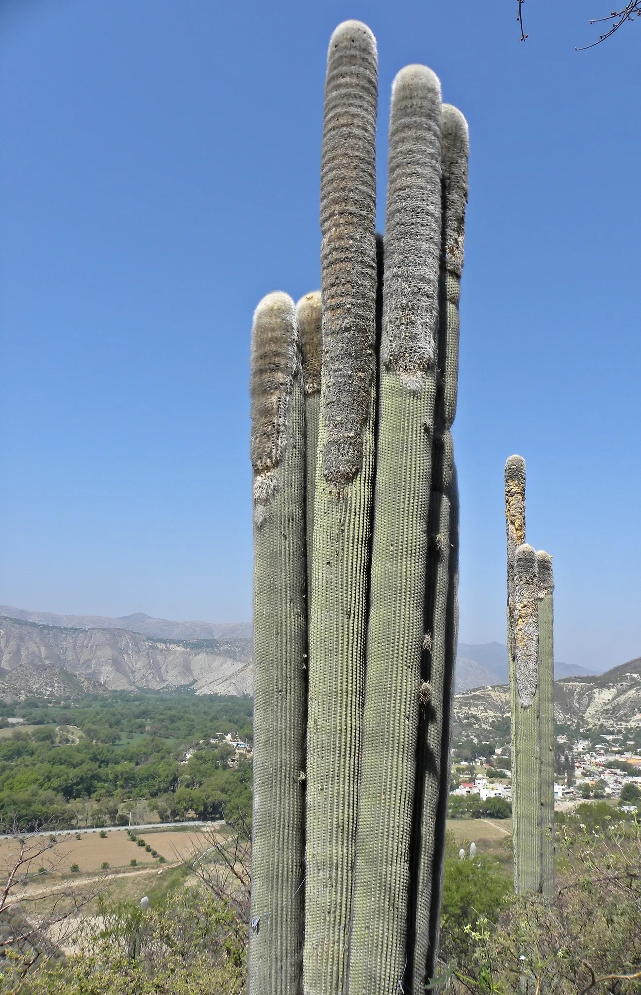 Old Man Cactus (Cephalocereus Senilis) — the Old Man Cactus serves as an excellent conversation piece for any garden design; but mature specimens, image 71