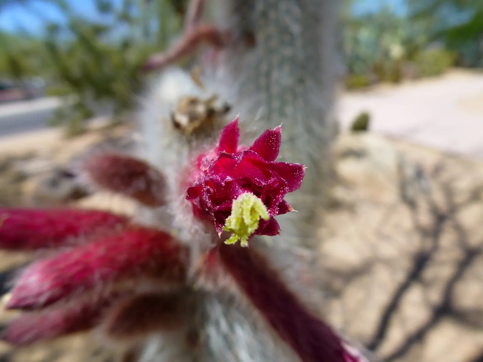 Old Man Cactus (Cephalocereus Senilis) — Considering its eventual height and low maintenance; the Old Man Cactus thrives in well-draining soil and, image 70