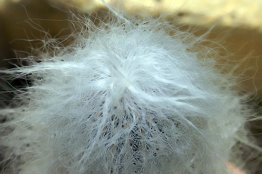 Old Man Cactus (Cephalocereus Senilis) — the Old Man Cactus serves as an excellent conversation piece for any garden design; but mature specimens may produce