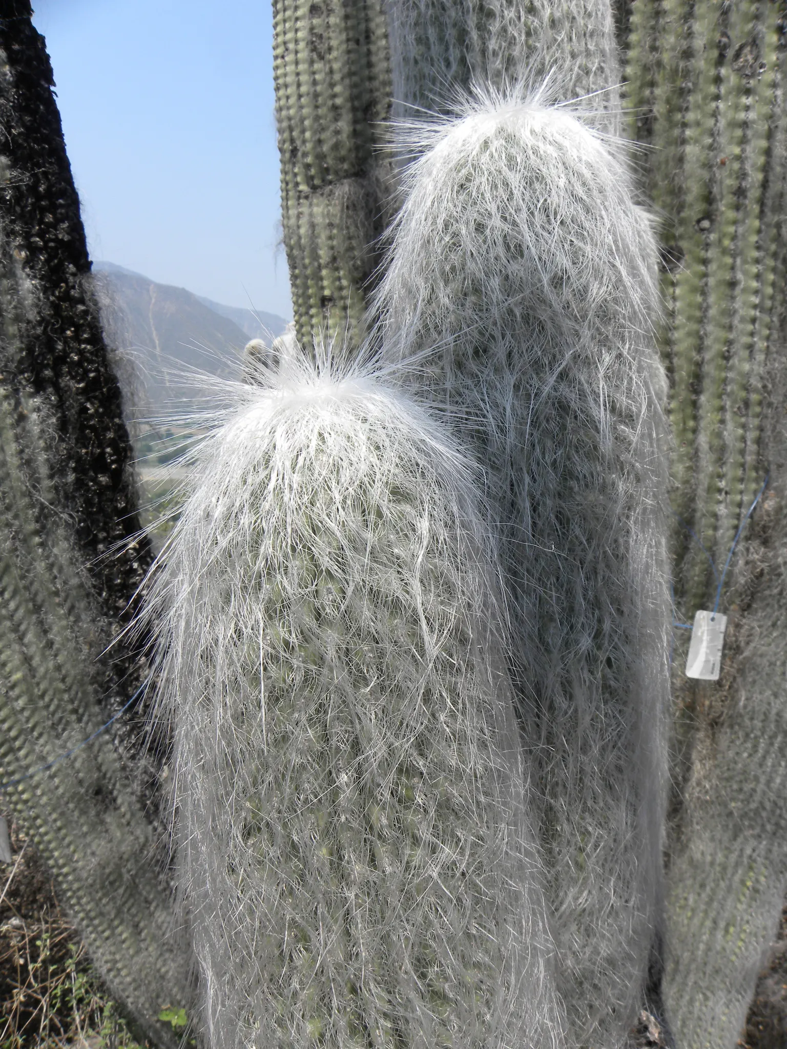 Old Man Cactus (Cephalocereus Senilis) — demanding a deep but infrequent watering schedule to mimic its natural arid habitat; considering its, image 64