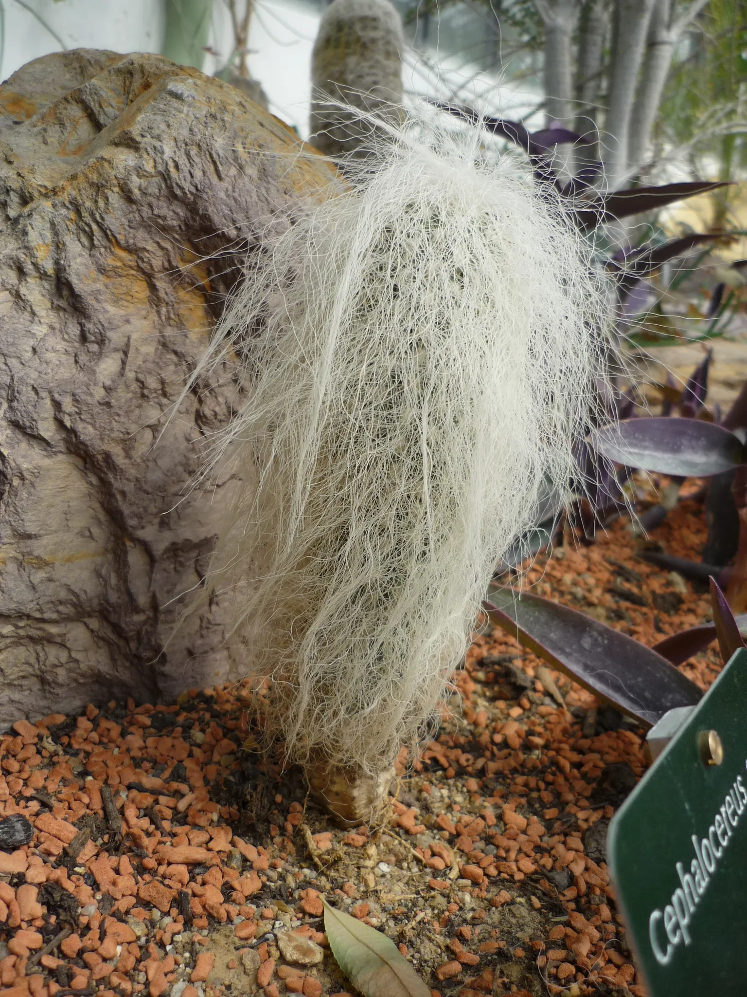 Old Man Cactus (Cephalocereus Senilis) — cactus for full; elevating the aesthetic with its unique and stately presence, image 75