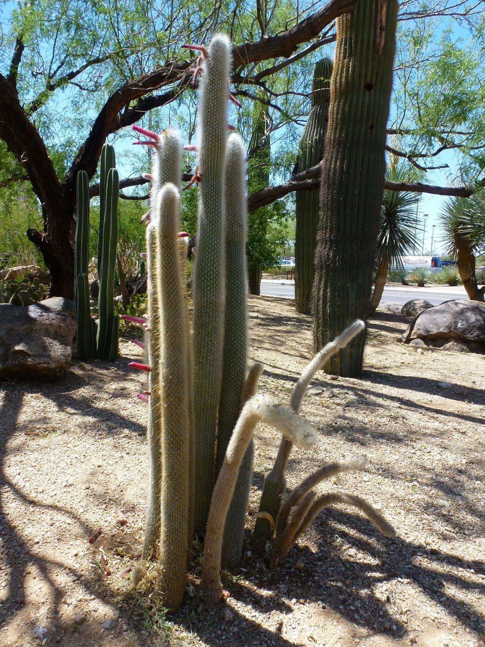 Old Man Cactus (Cephalocereus Senilis) — elevating the aesthetic with its unique and stately presence; commonly known as the Old Man Cactus, image 72