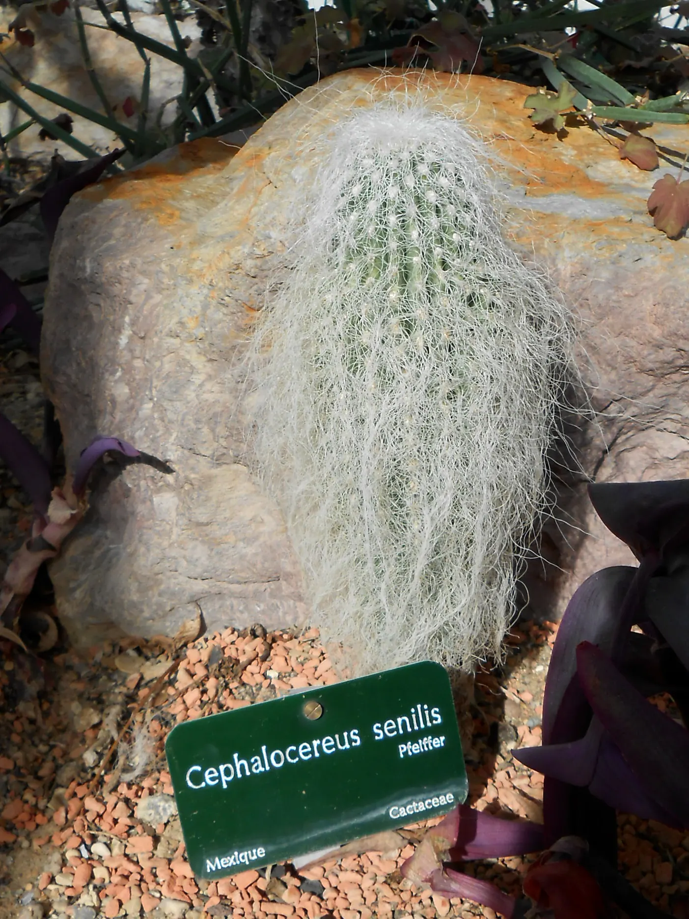 Old Man Cactus (Cephalocereus Senilis) — commonly known as the Old Man Cactus; it prefers full sun and well-drained soil, image 76
