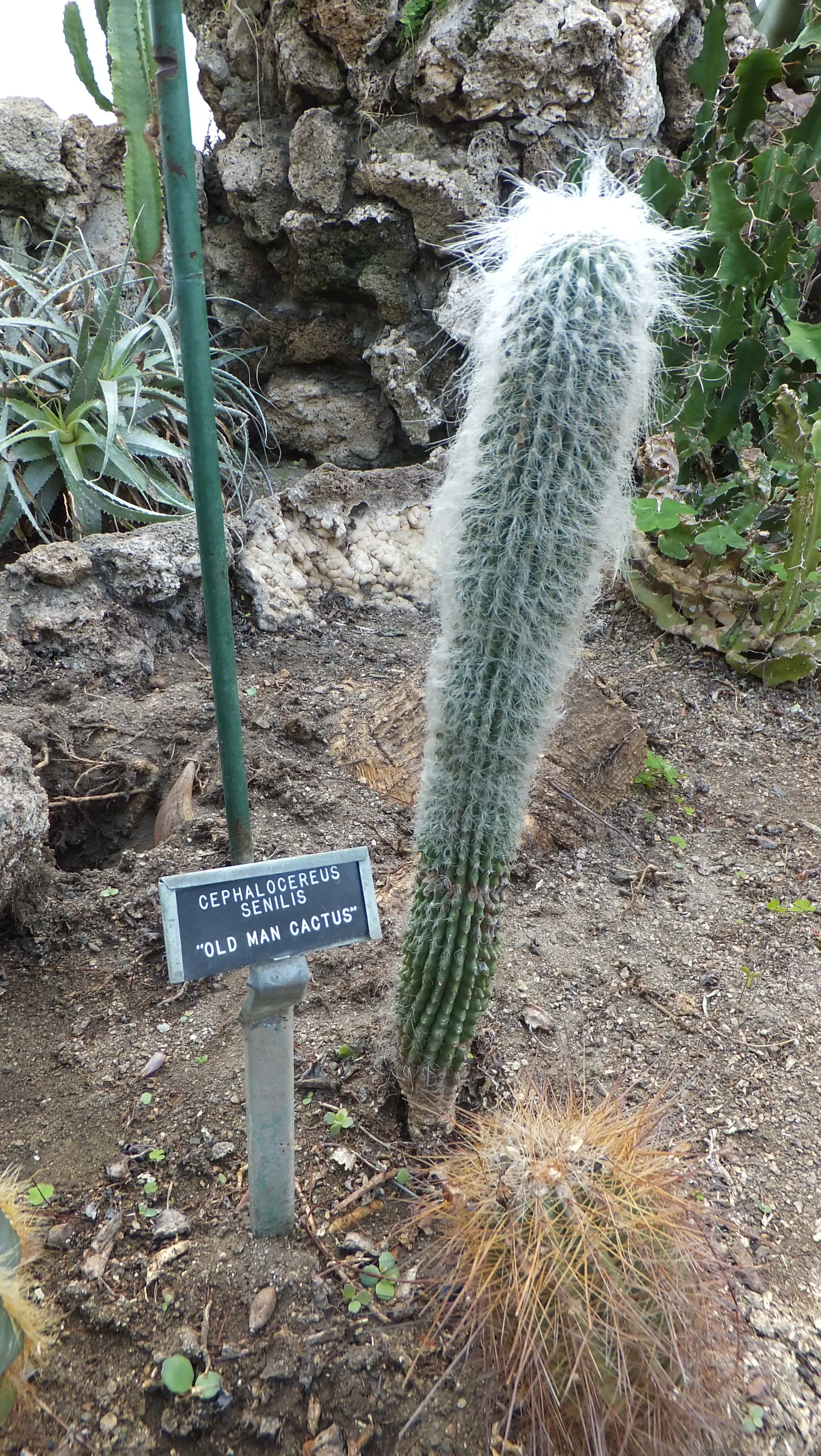Old Man Cactus (Cephalocereus Senilis) — This slow-growing Mexican native can reach up to 15 feet tall but remains slender at 1.5 feet wide, image 78