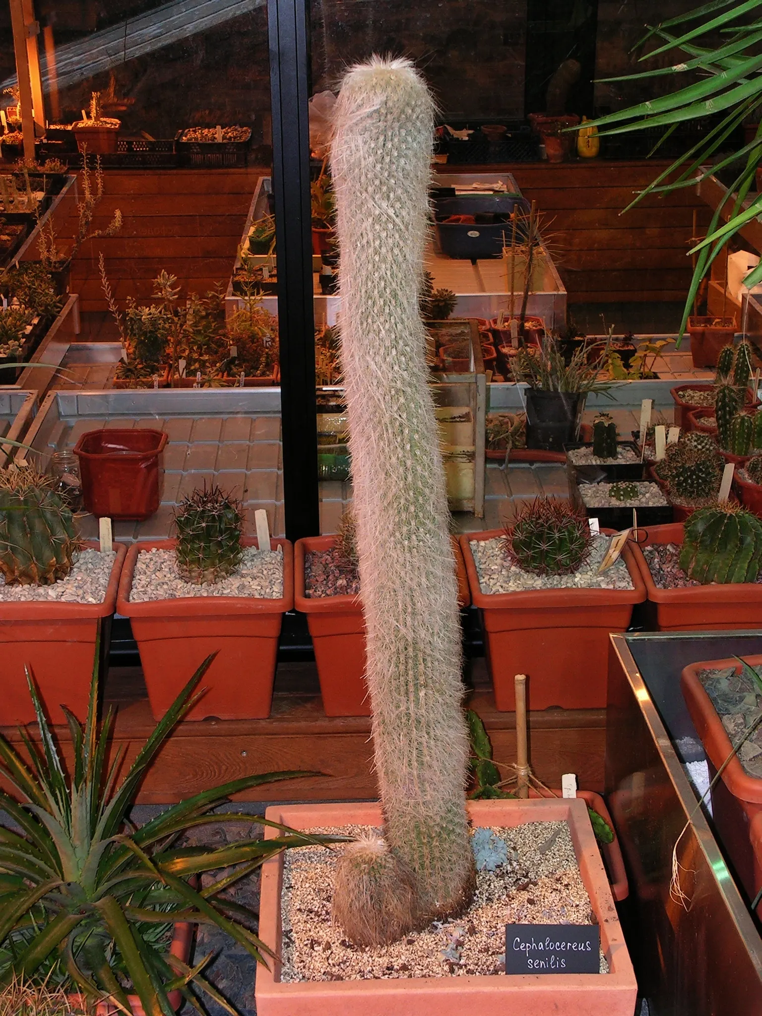 Old Man Cactus (Cephalocereus Senilis) — Drought-tolerant and low-maintenance, it adds a touch of whimsy to arid landscapes; is an intriguing, image 80