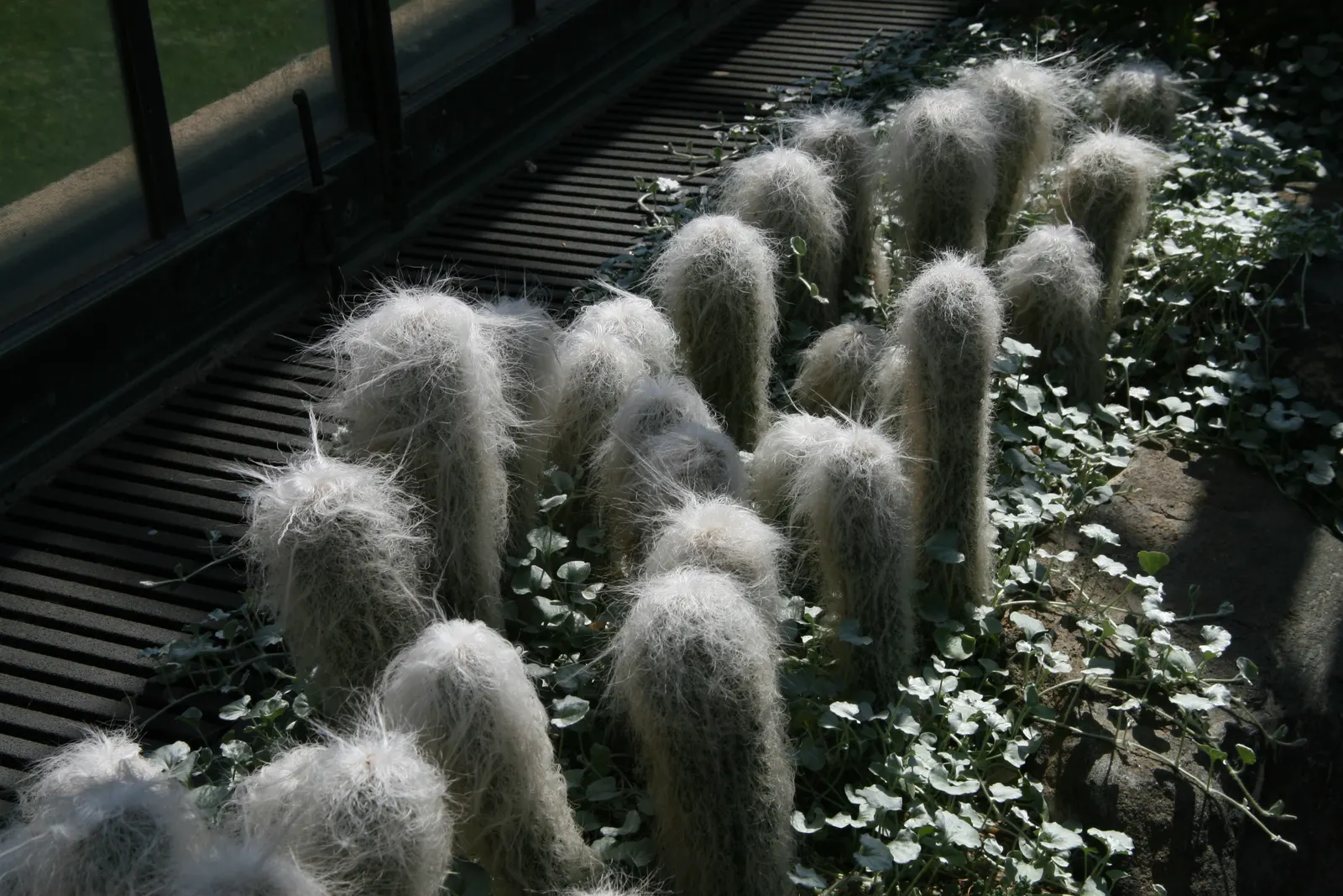 Old Man Cactus (Cephalocereus Senilis) — elevating the aesthetic with its unique and stately presence; commonly known as the Old Man Cactus