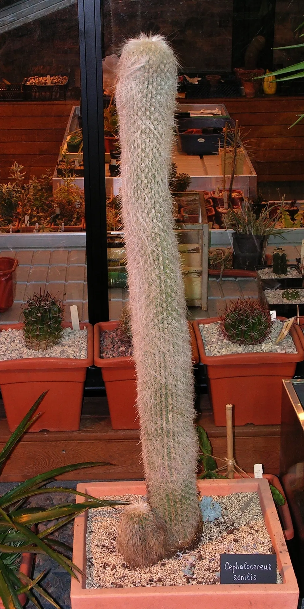 Old Man Cactus (Cephalocereus Senilis) — hair-like spines enveloping its columnar body; this species is particularly noted for its shaggy coat of, image 77