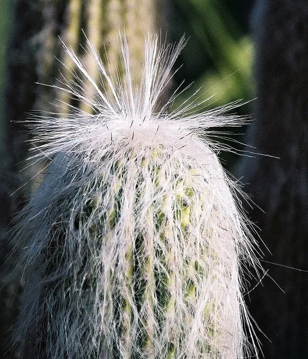 Old Man Cactus (Cephalocereus Senilis) — is an intriguing columnar cactus that brings a distinctive texture and height to any landscape design; the Old Man