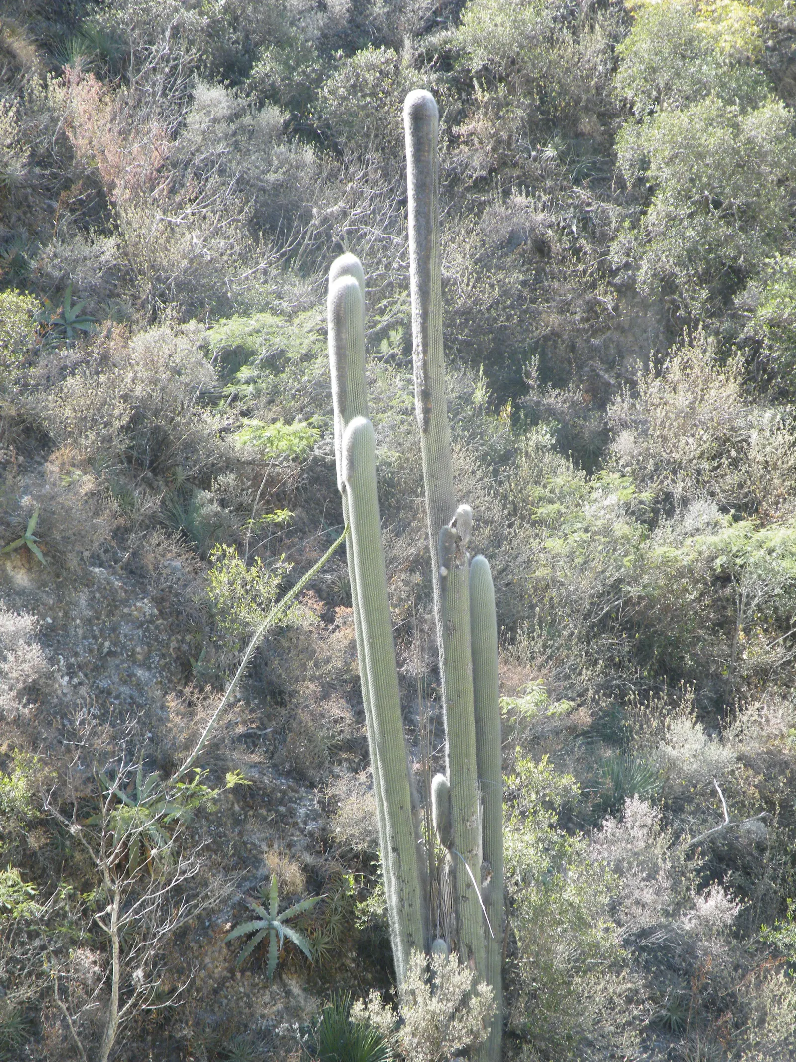Old Man Cactus (Cephalocereus Senilis) — but mature specimens may produce pink to red blossoms at the crown during late spring or summer