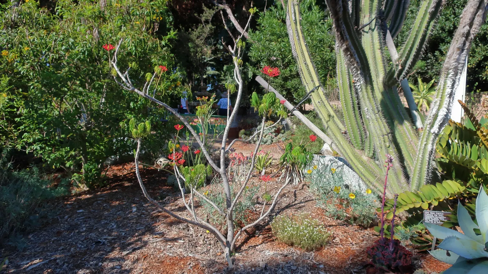 Old Man Cactus (Cephalocereus Senilis) — elevating the aesthetic with its unique and stately presence