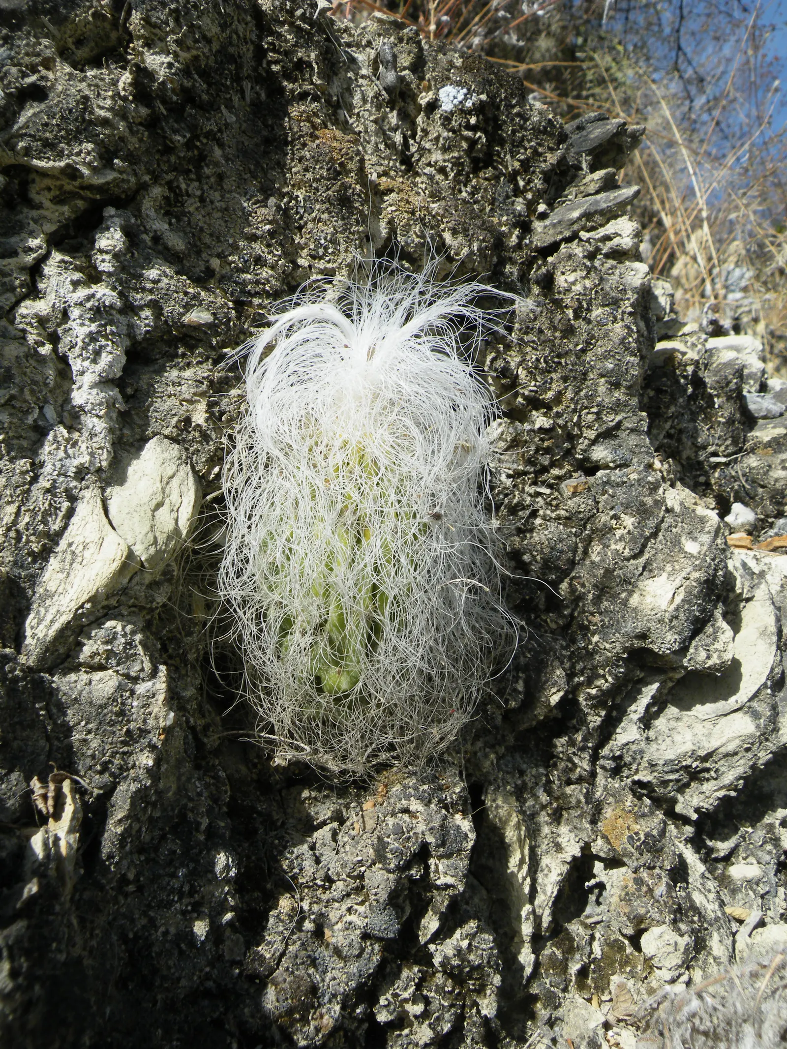 Old Man Cactus (Cephalocereus Senilis) — it can tolerate temperatures just below freezing
