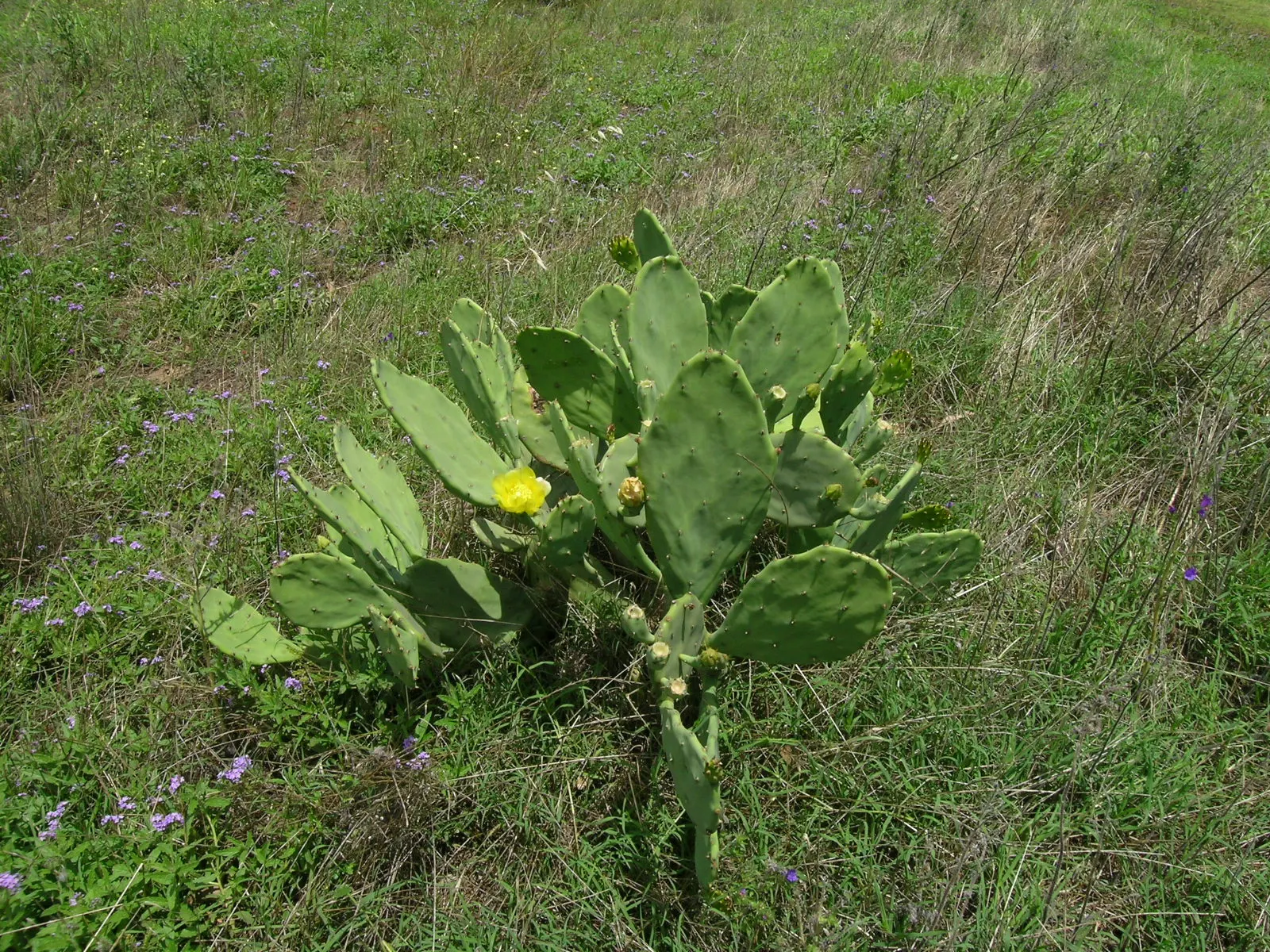 Old Man Cactus (Cephalocereus Senilis) — demanding a deep but infrequent watering schedule to mimic its natural arid habitat; considering its eventual height