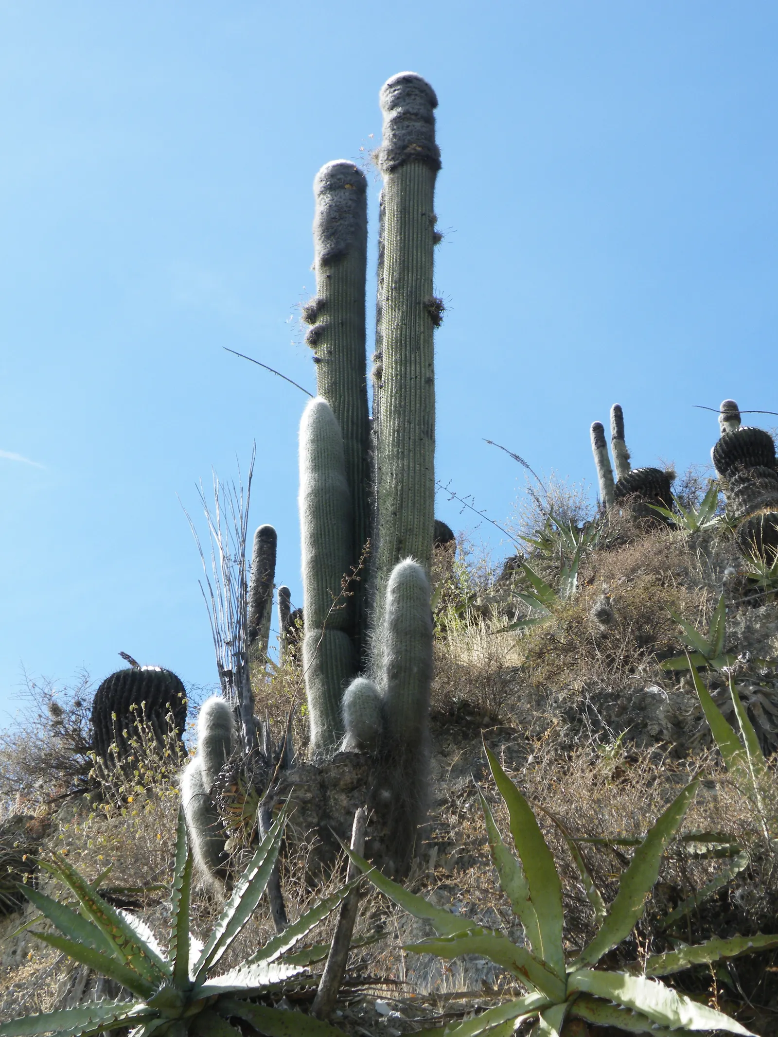 Old Man Cactus (Cephalocereus Senilis) — During its growth season in the warmer months