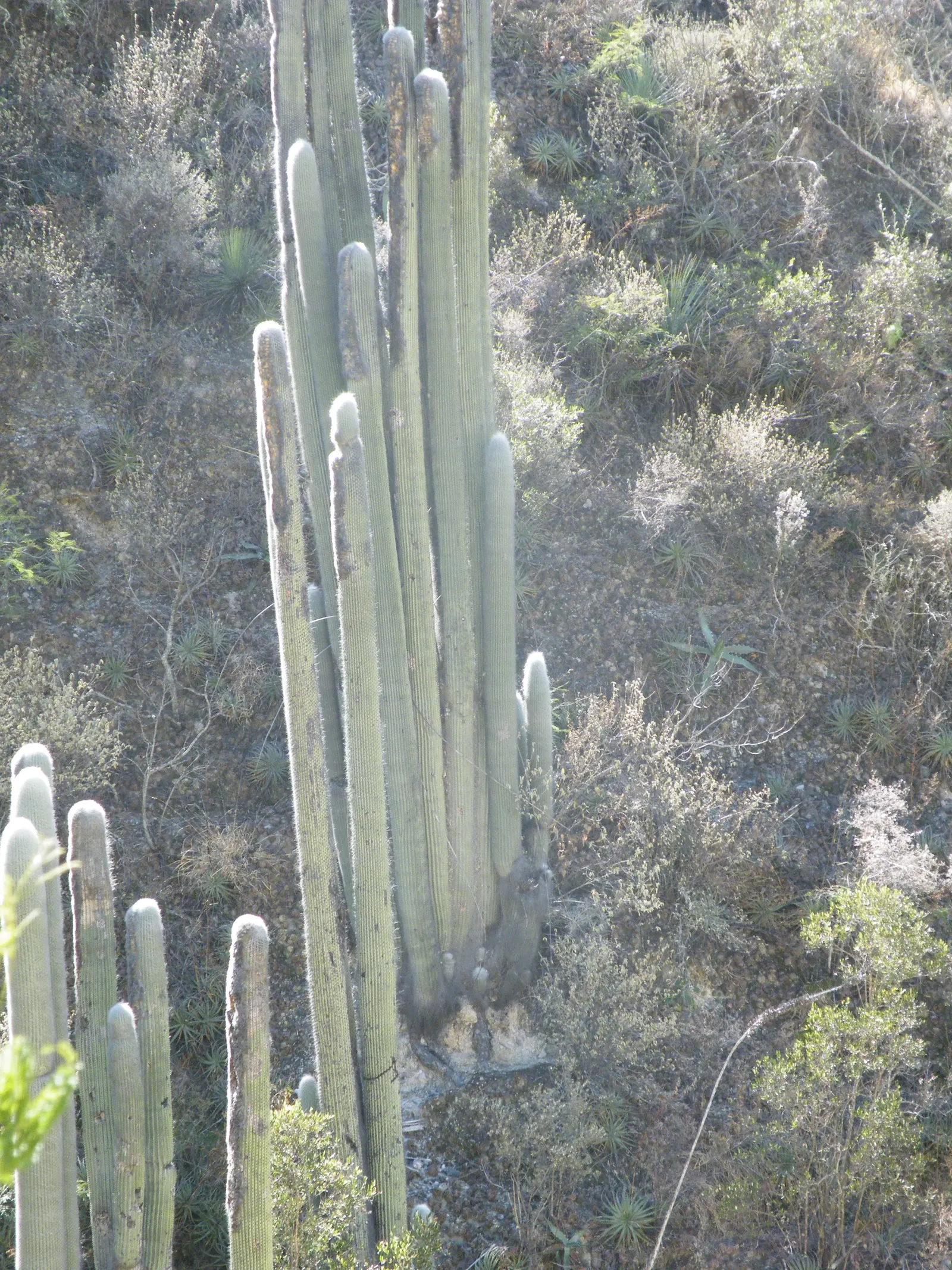 Old Man Cactus (Cephalocereus Senilis) — commonly known as the Old Man Cactus; it prefers full sun and well-drained soil