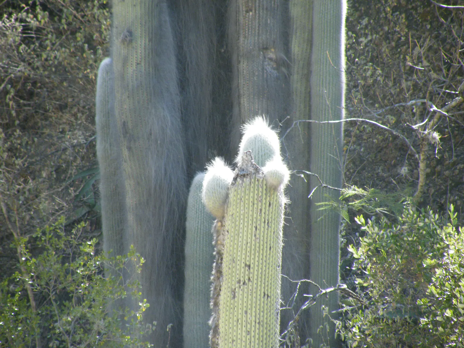 Old Man Cactus (Cephalocereus Senilis) — Drought-tolerant and low-maintenance, it adds a touch of whimsy to arid landscapes; is an intriguing columnar cactus