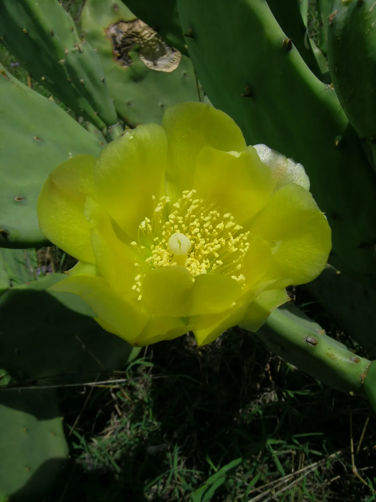 Old Man Cactus (Cephalocereus Senilis) — with a diameter of 12 to 18 inches when fully mature; it may benefit from a cactus-specific fertilizer to encourage