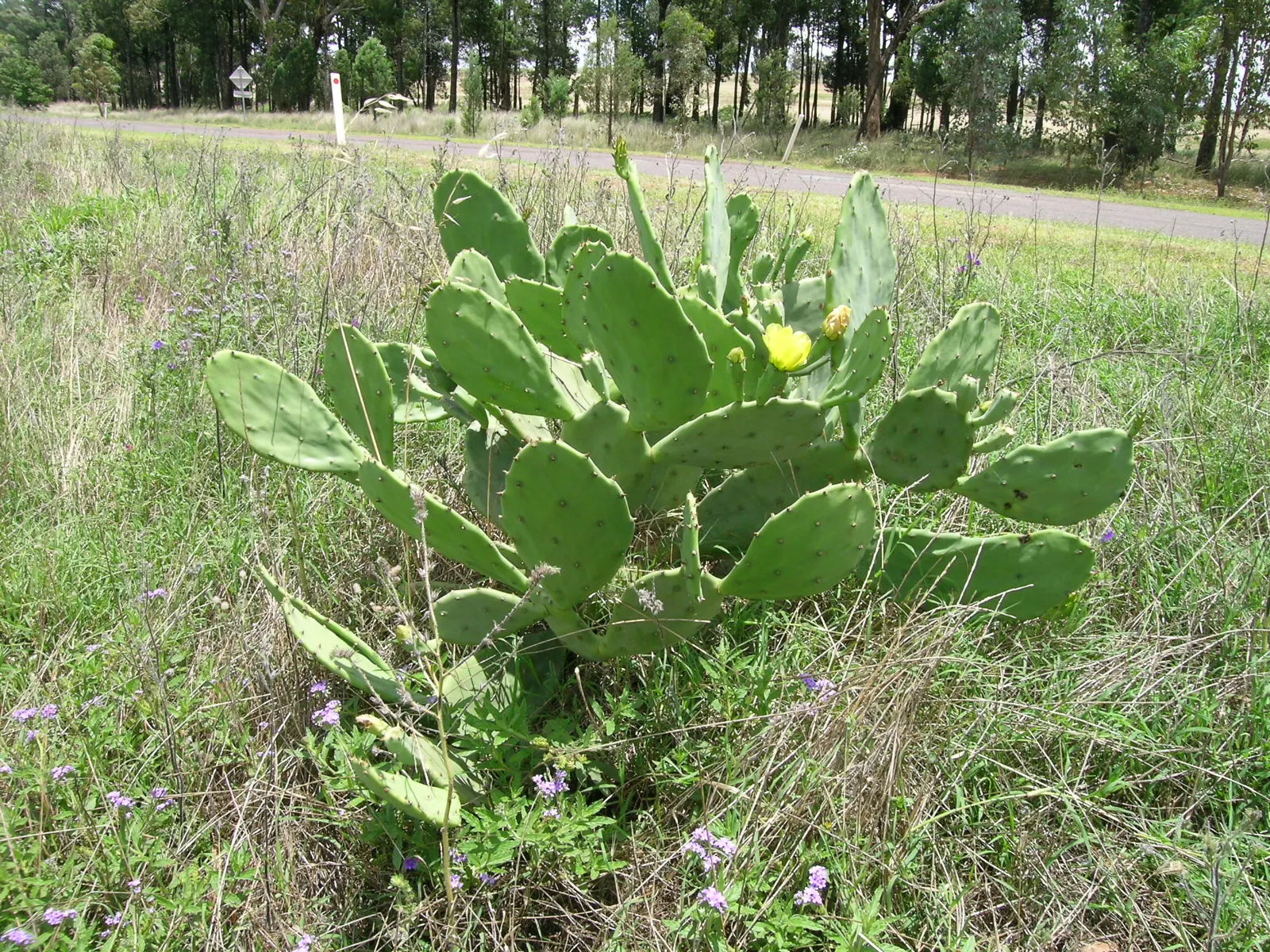 Old Man Cactus (Cephalocereus Senilis) — This species is particularly noted for its shaggy coat of long; cactus with pink blooms