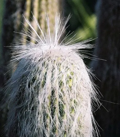 Old Man Cactus (Cephalocereus Senilis) — Drought-tolerant and low-maintenance, it adds a touch of whimsy to arid landscapes