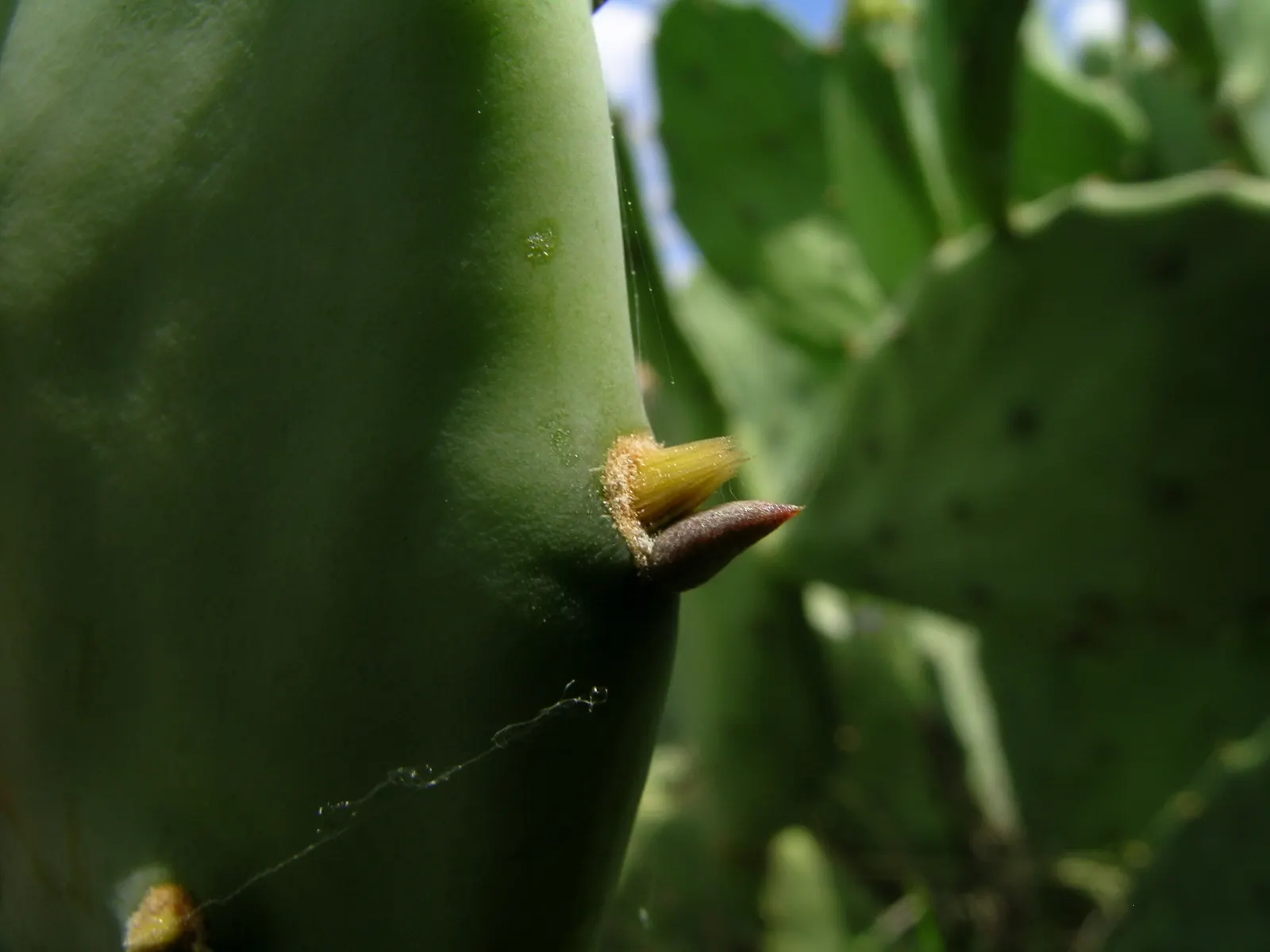 Old Man Cactus (Cephalocereus Senilis) — is an intriguing columnar cactus that brings a distinctive texture and height to any landscape design