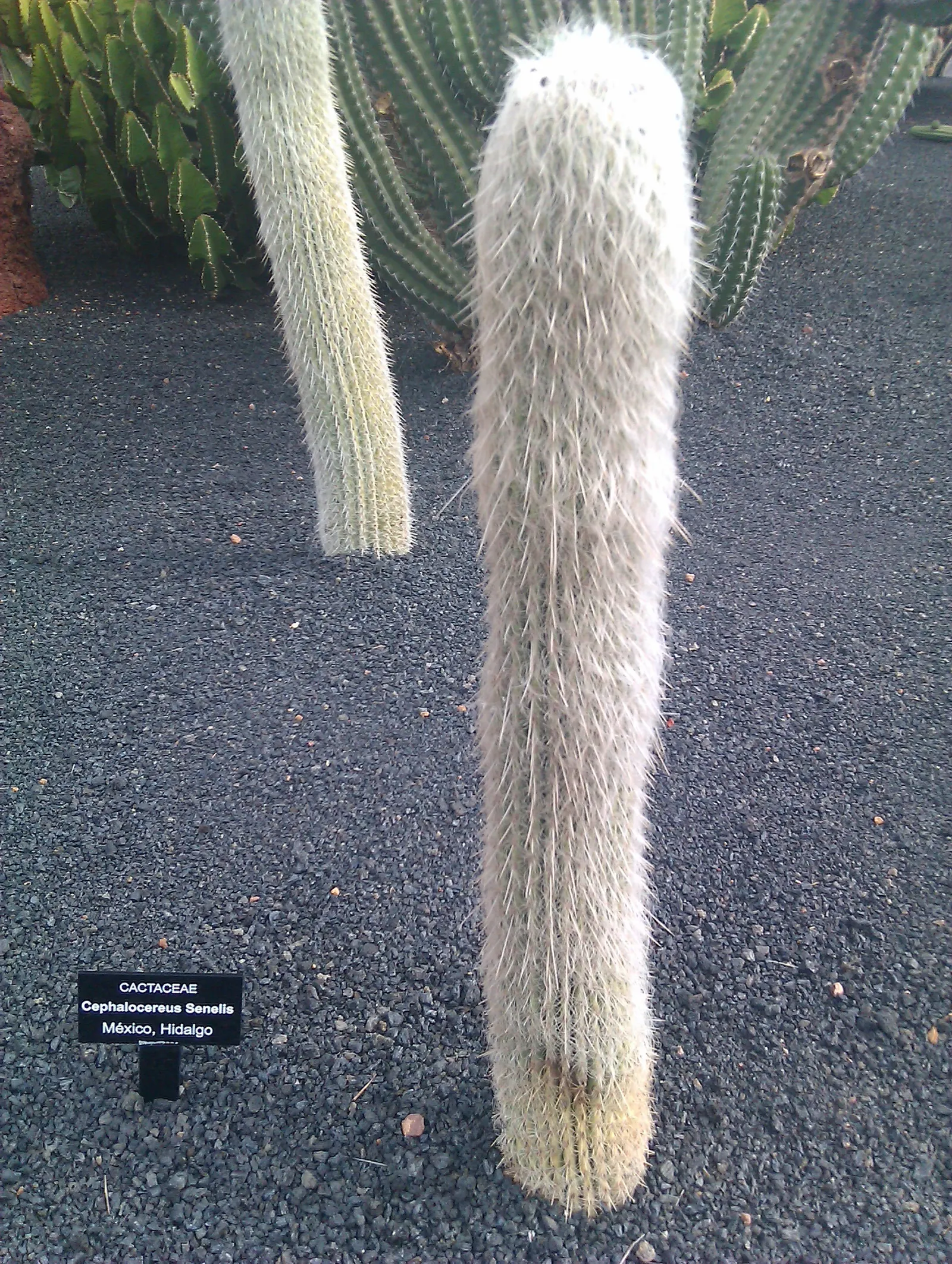 Old Man Cactus (Cephalocereus Senilis) — Overwatering can lead to root rot, a common issue with cacti