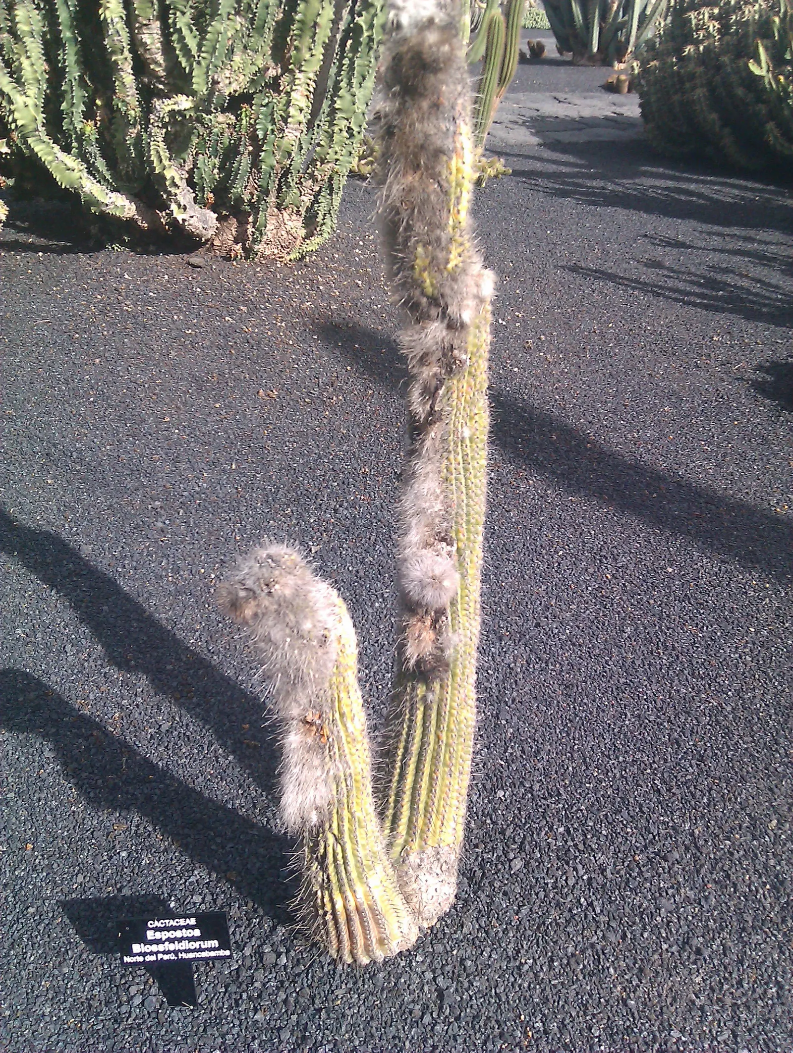 Old Man Cactus (Cephalocereus Senilis) — pink flowers in the garden