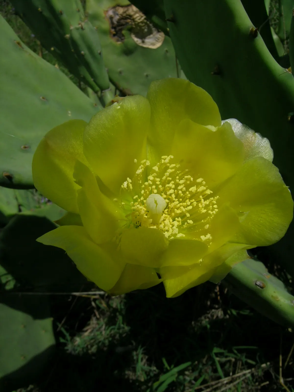 Old Man Cactus (Cephalocereus Senilis) — commonly known as the Old Man Cactus