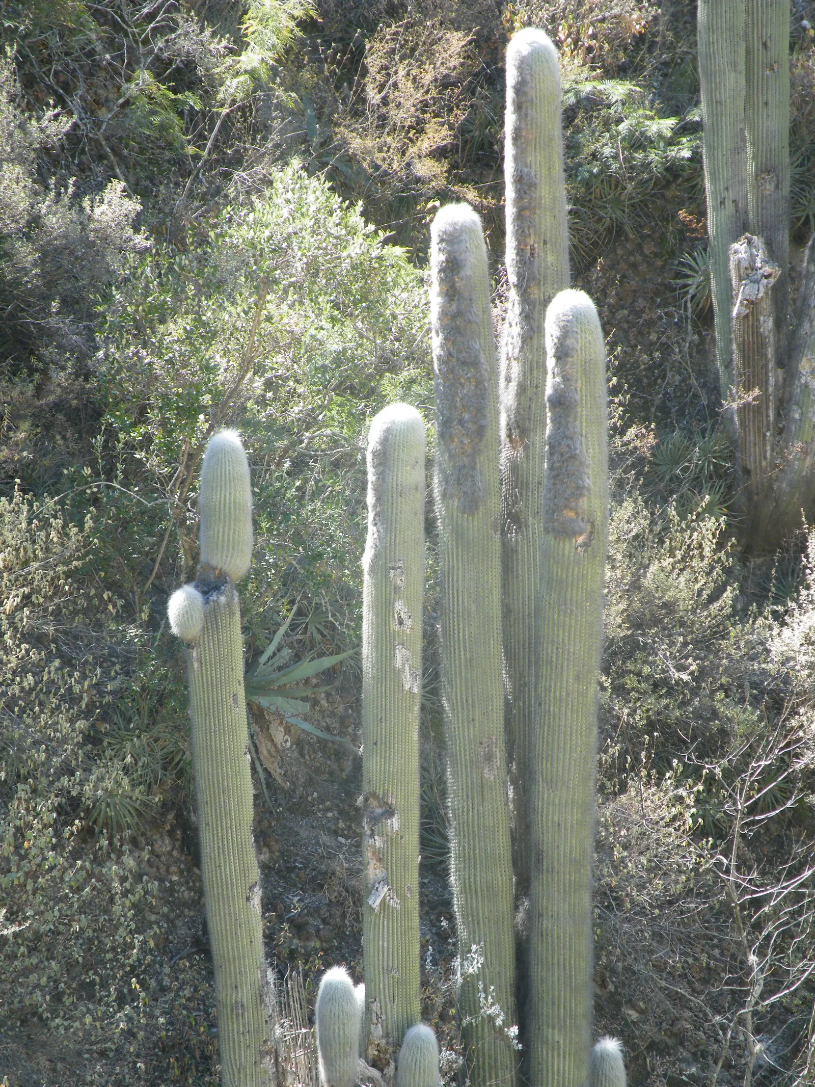 Old Man Cactus (Cephalocereus Senilis) — hair-like spines enveloping its columnar body; this species is particularly noted for its shaggy coat of long