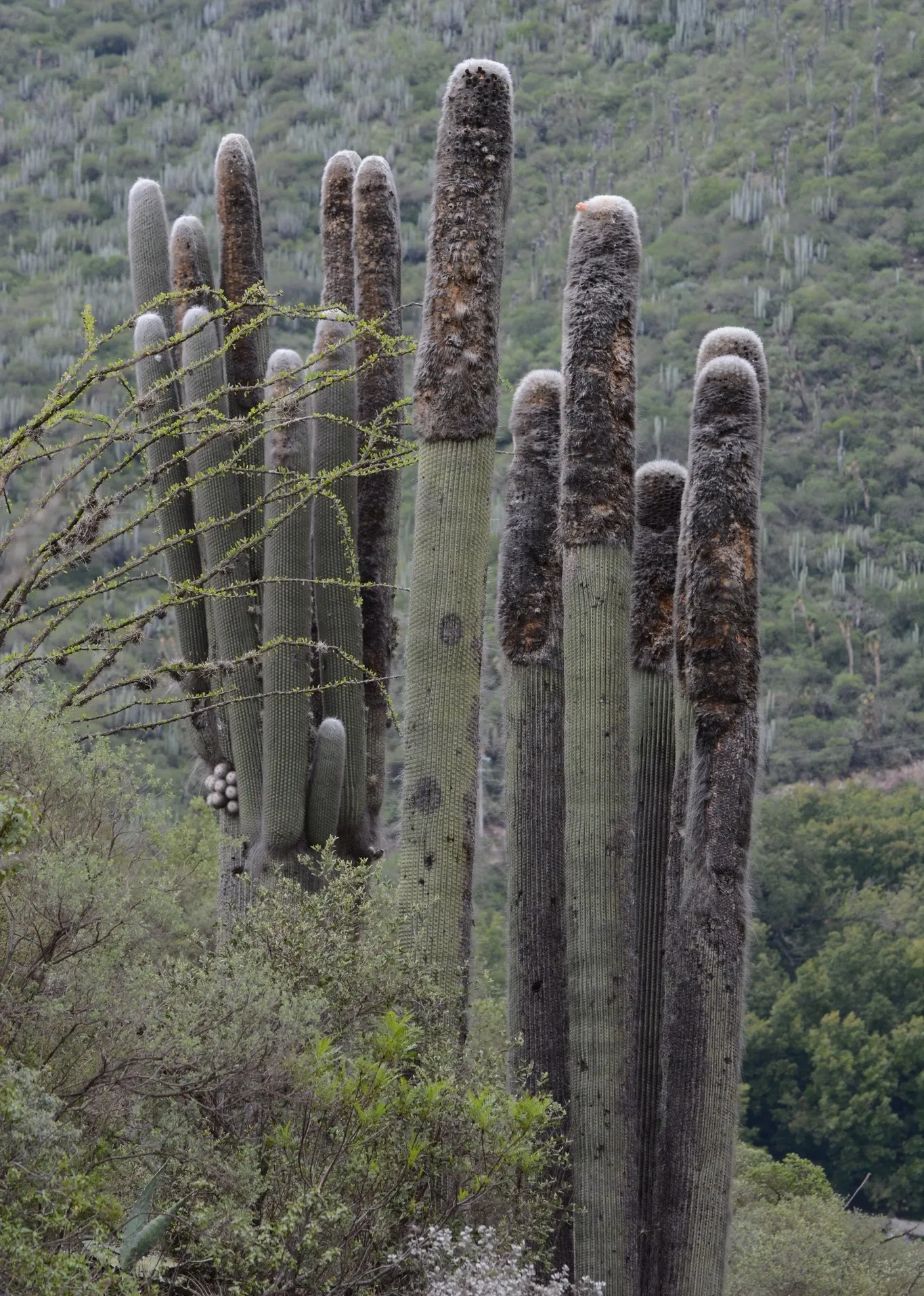 Old Man Cactus (Cephalocereus Senilis) — cactus for full