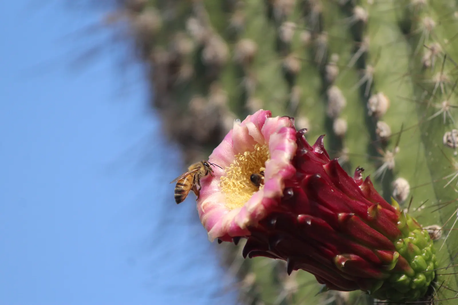 Old Man Cactus (Cephalocereus Senilis) — it may benefit from a cactus-specific fertilizer to encourage vitality.<br><br>Flowering is rare