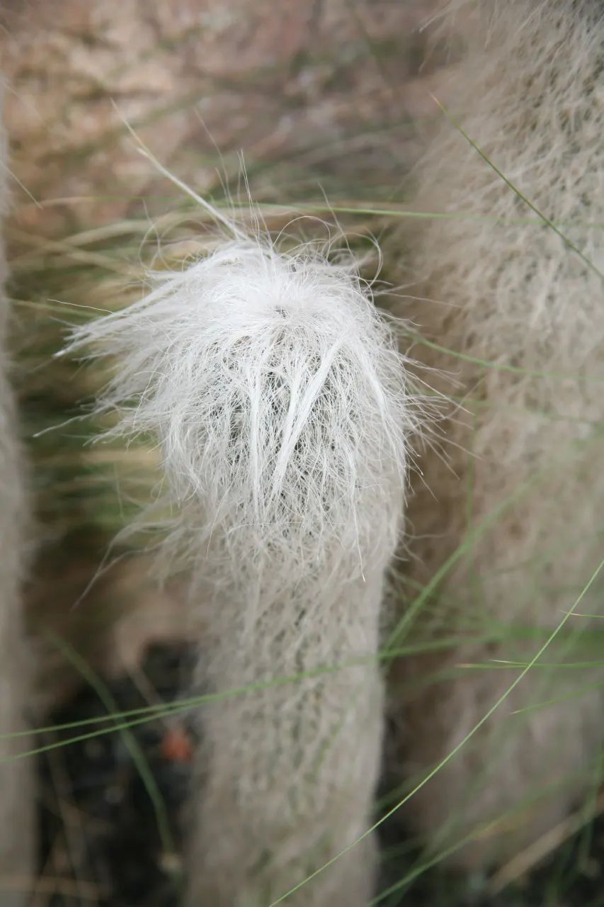 Old Man Cactus (Cephalocereus Senilis) — This slow-growing Mexican native can reach up to 15 feet tall but remains slender at 1.5 feet wide; especially in