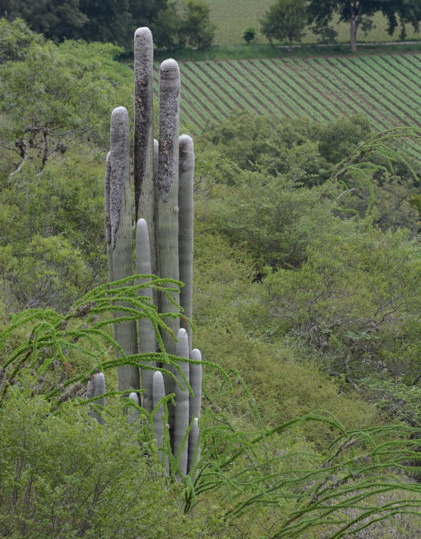Old Man Cactus (Cephalocereus Senilis) — demanding a deep but infrequent watering schedule to mimic its natural arid habitat