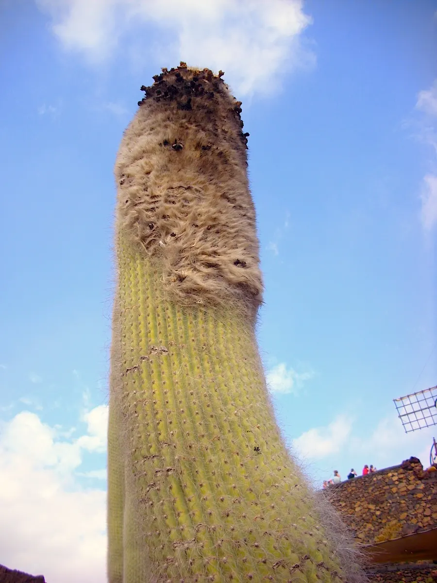 Old Man Cactus (Cephalocereus Senilis) — Hailing from the arid regions of eastern Mexico; this slow-growing Mexican native can reach up to 15 feet tall but