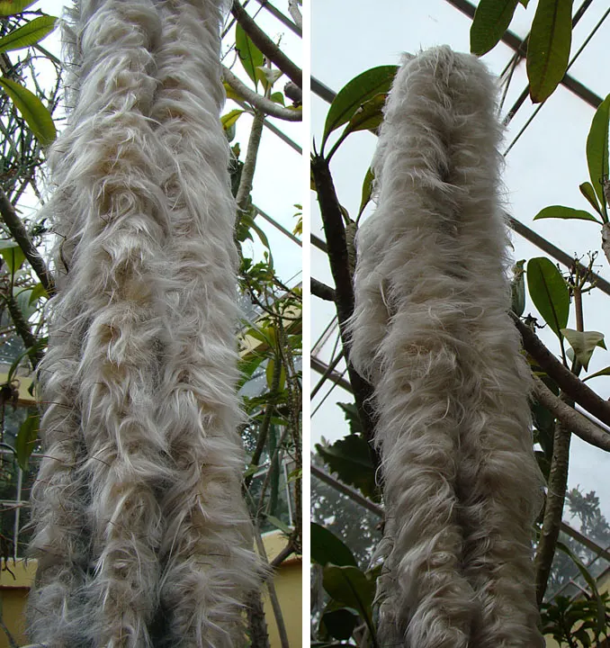 Old Man Cactus (Cephalocereus Senilis) — this slow-growing cactus can reach impressive heights of up to 15 feet; with a diameter of 12 to 18 inches when fully