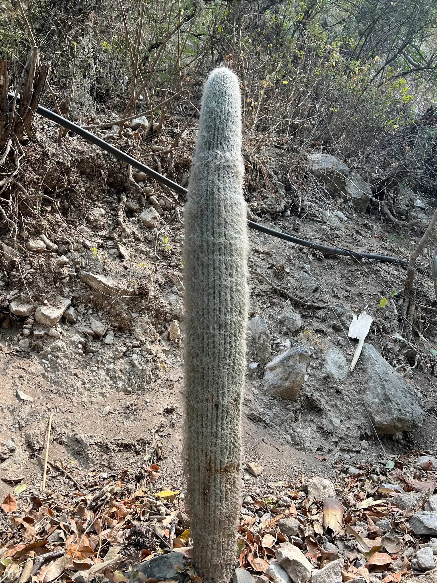 Old Man Cactus (Cephalocereus Senilis) — the Old Man Cactus serves as an excellent conversation piece for any garden design