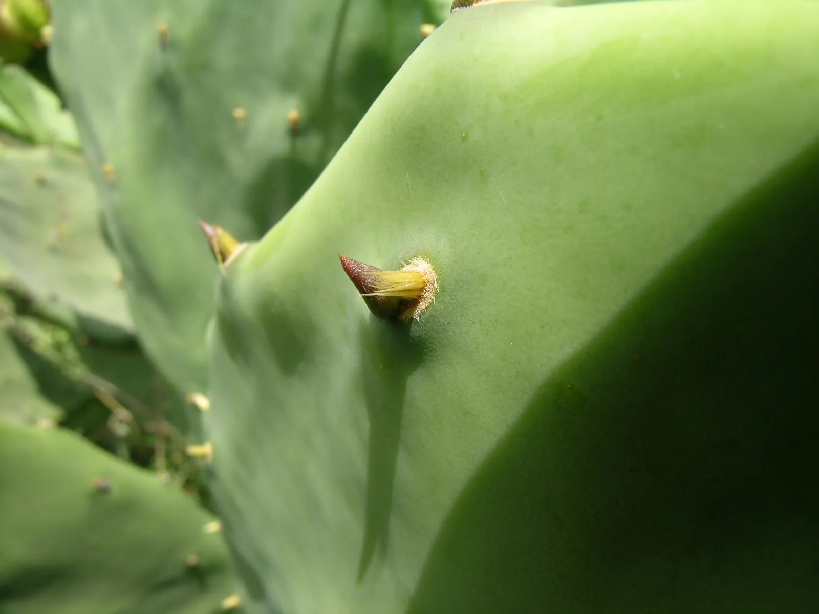 Old Man Cactus (Cephalocereus Senilis) — This species is particularly noted for its shaggy coat of long