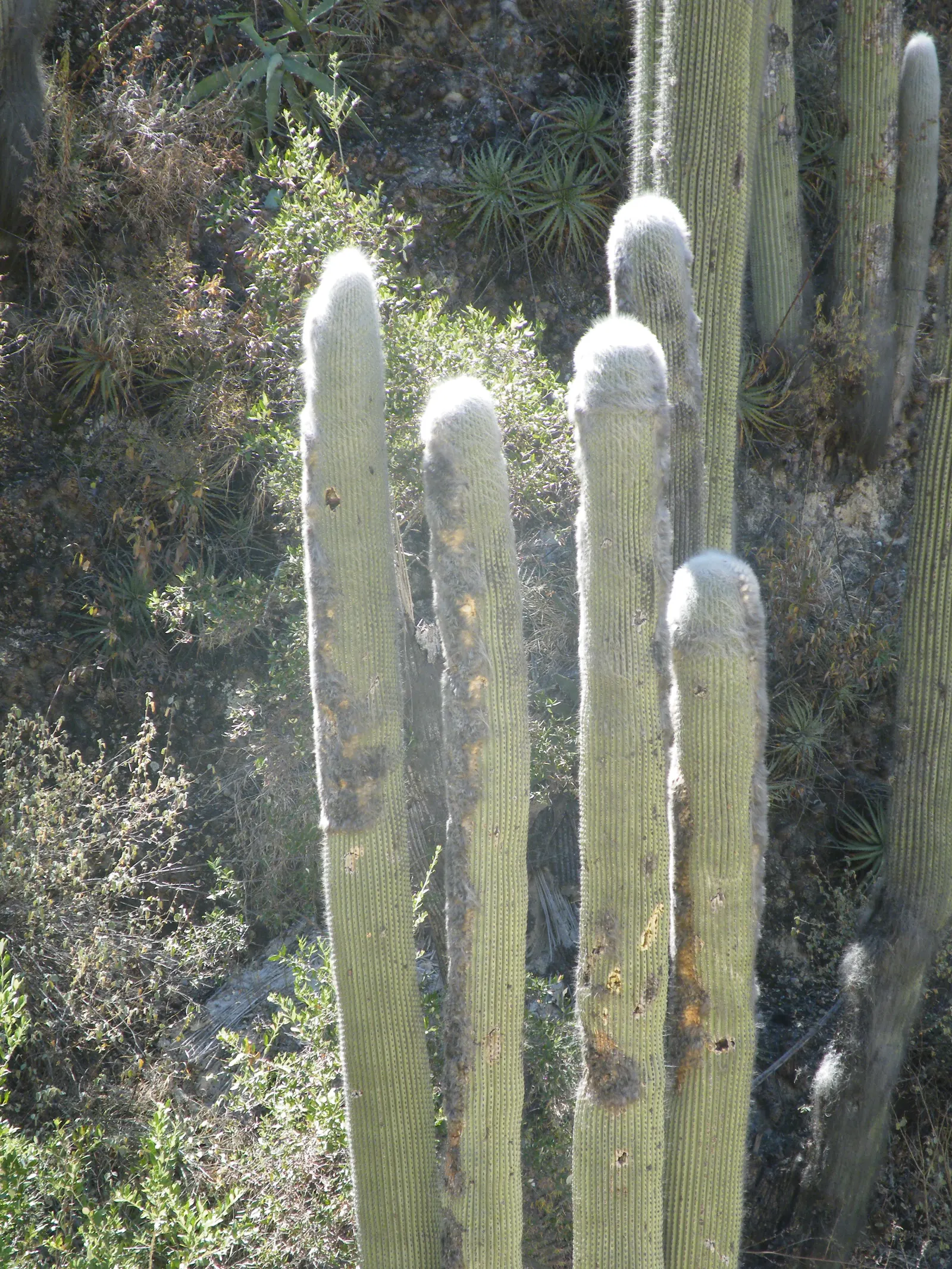 Old Man Cactus (Cephalocereus Senilis) — the Old Man Cactus thrives in well-draining soil and requires full sunlight to maintain its health and vigor
