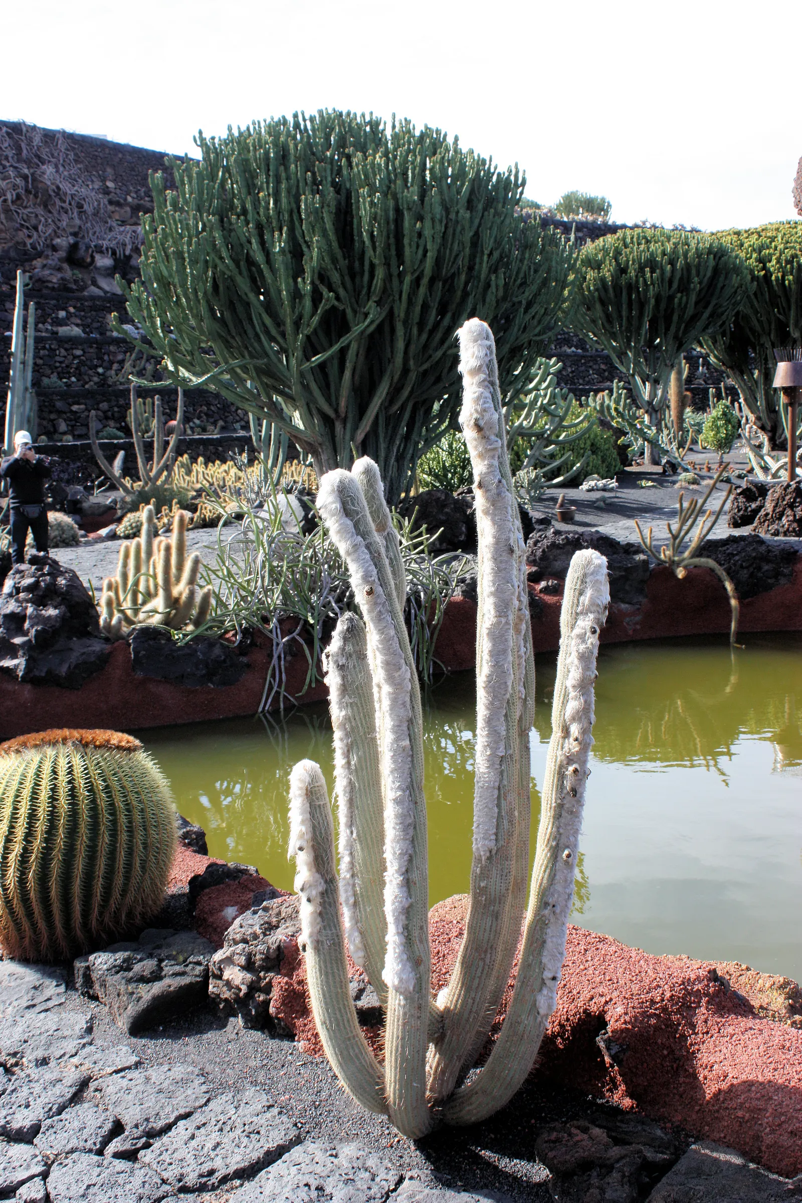 Old Man Cactus (Cephalocereus Senilis) — especially in cultivation