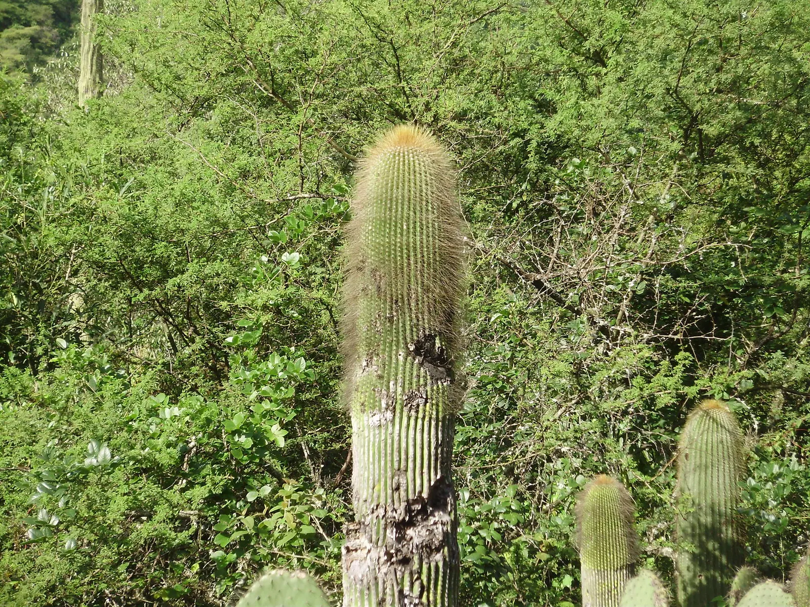 Old Man Cactus (Cephalocereus Senilis) — Frost-sensitive, ideal in USDA zones 9-11