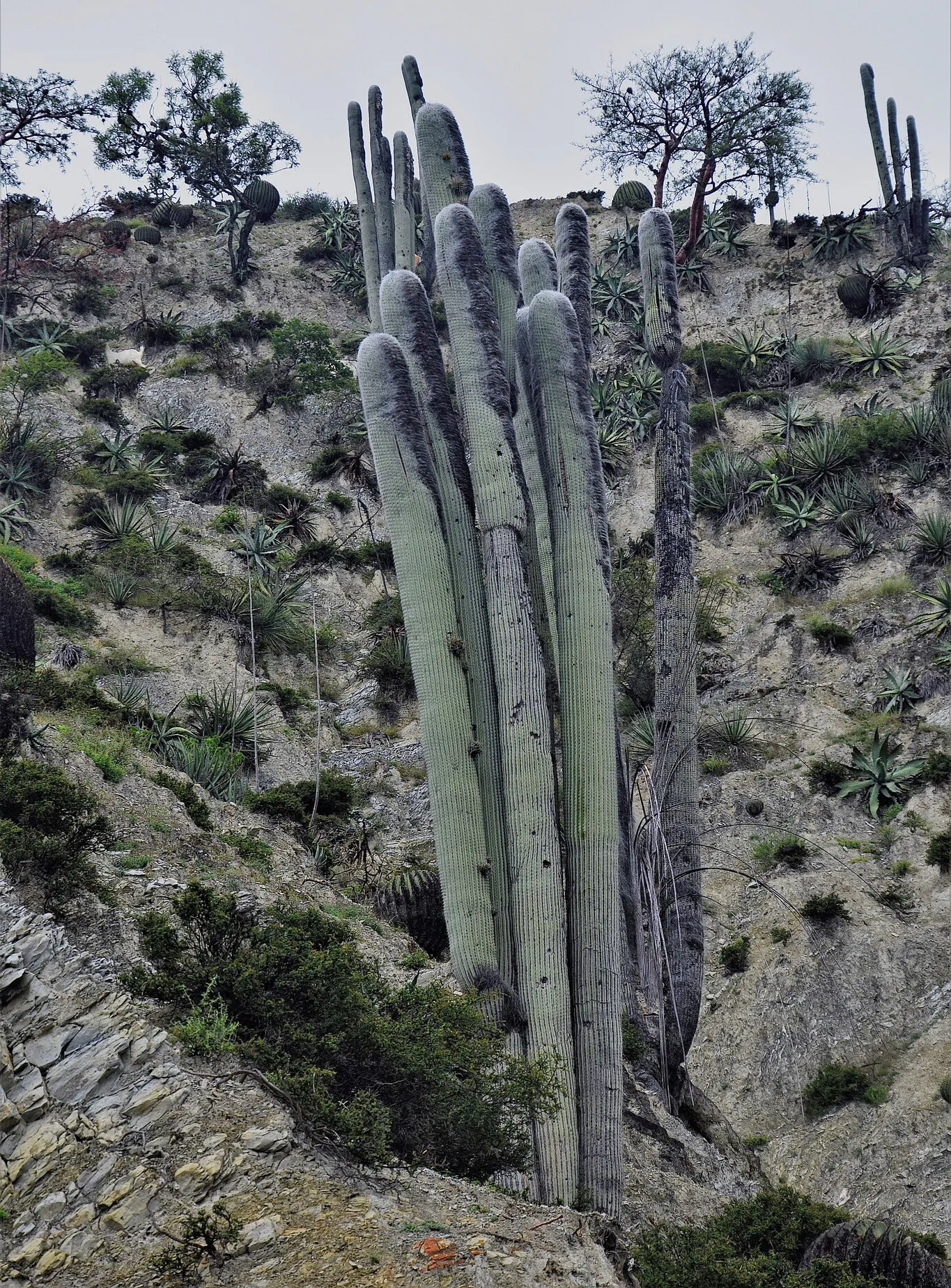Old Man Cactus (Cephalocereus Senilis) — Considering its eventual height and low maintenance
