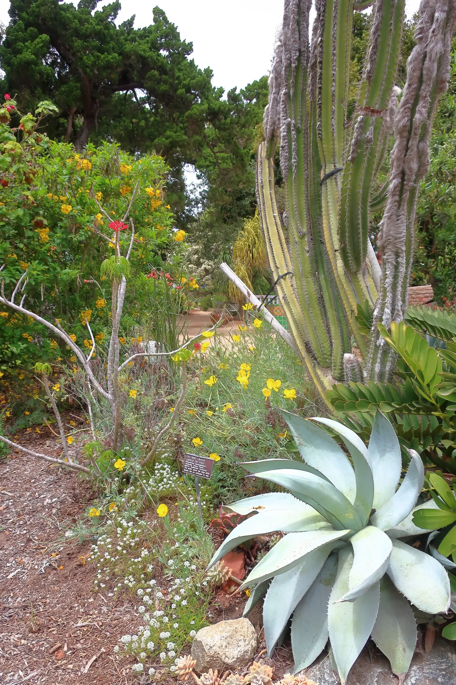 Old Man Cactus (Cephalocereus Senilis) — It prefers full sun and well-drained soil