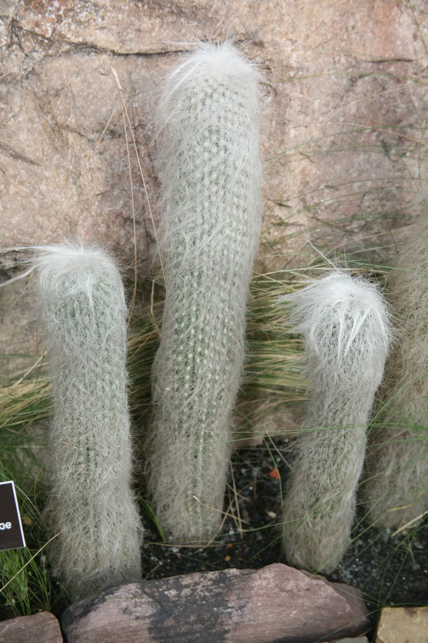 Old Man Cactus (Cephalocereus Senilis) — Frost-sensitive, ideal in USDA zones 9-11; demanding a deep but infrequent watering schedule to mimic its natural arid