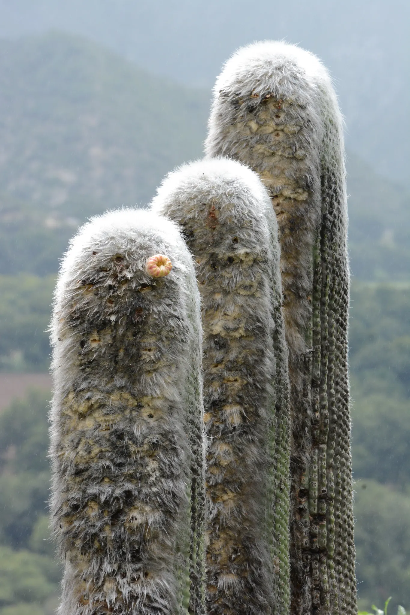 Old Man Cactus (Cephalocereus Senilis) — This slow-growing Mexican native can reach up to 15 feet tall but remains slender at 1.5 feet wide