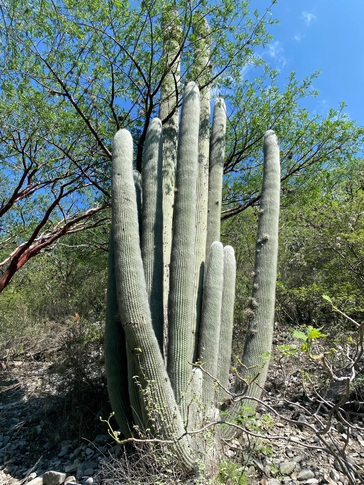 Old Man Cactus (Cephalocereus Senilis) — Hailing from the arid regions of eastern Mexico