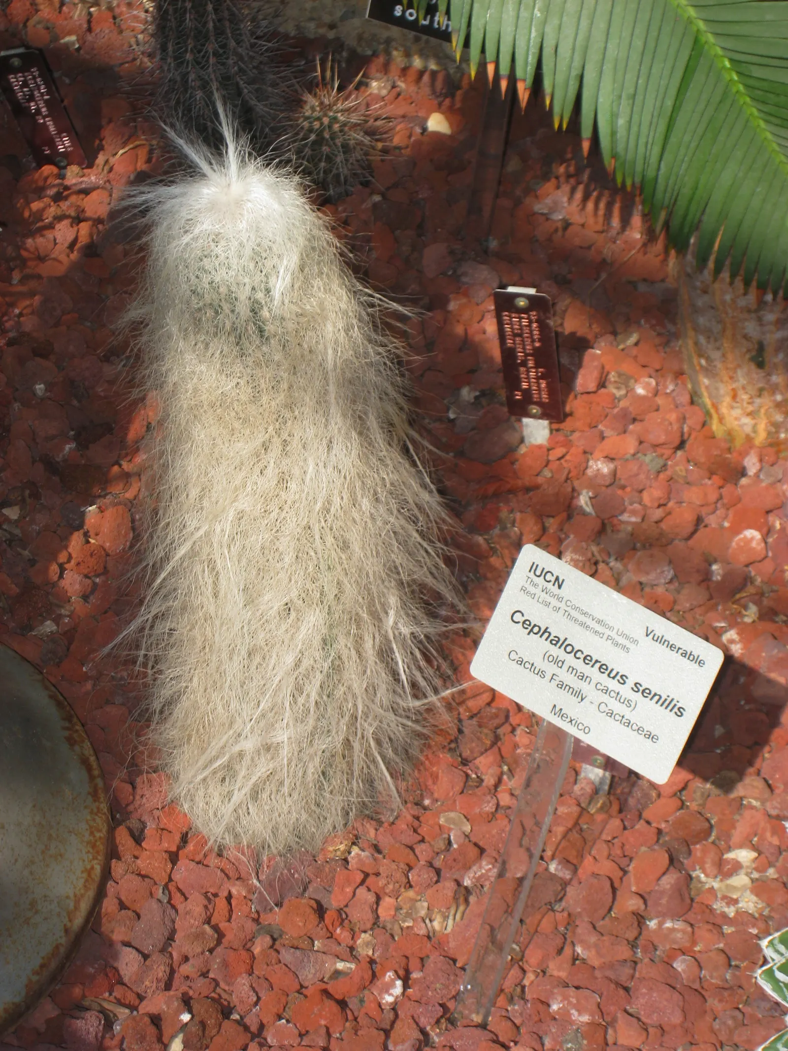 Old Man Cactus (Cephalocereus Senilis) — with a diameter of 12 to 18 inches when fully mature