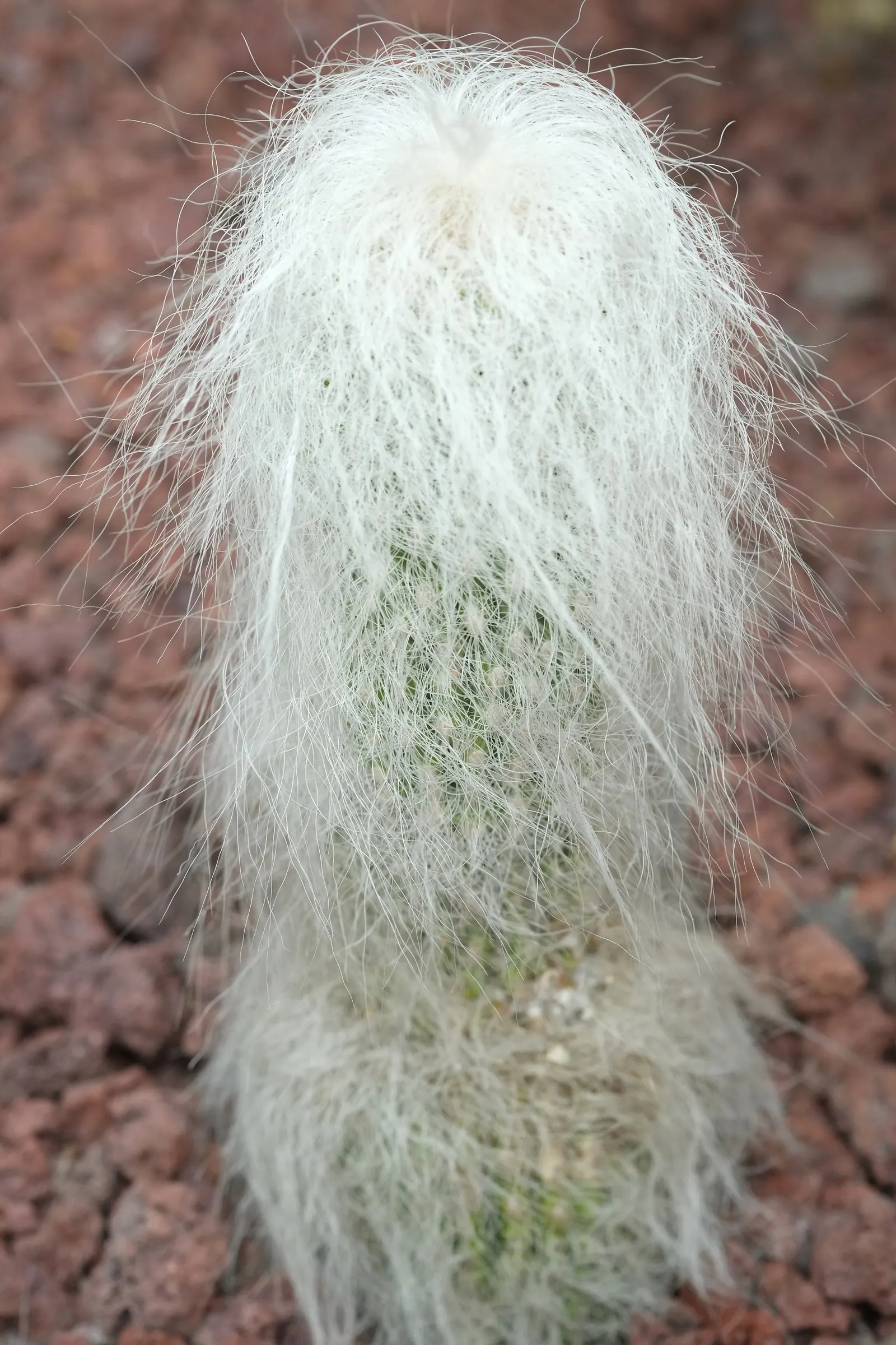 Old Man Cactus (Cephalocereus Senilis) — this slow-growing cactus can reach impressive heights of up to 15 feet