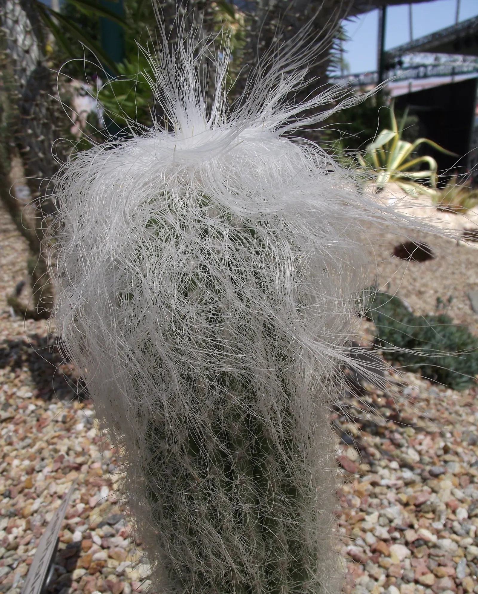 Old Man Cactus (Cephalocereus Senilis) — hair-like spines enveloping its columnar body
