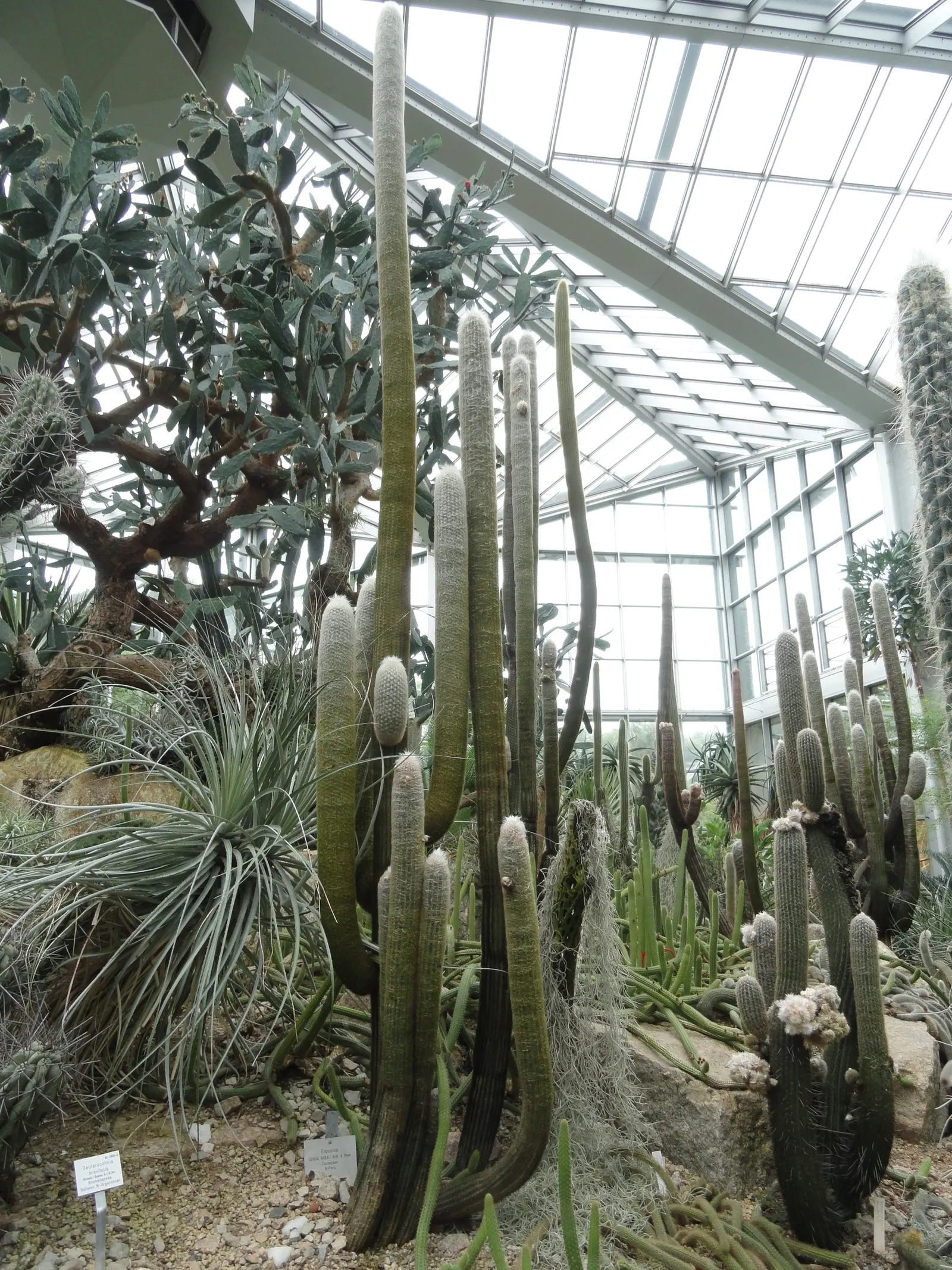 Old Man Cactus (Cephalocereus Senilis) — It prefers full sun and well-drained soil; cactus for full