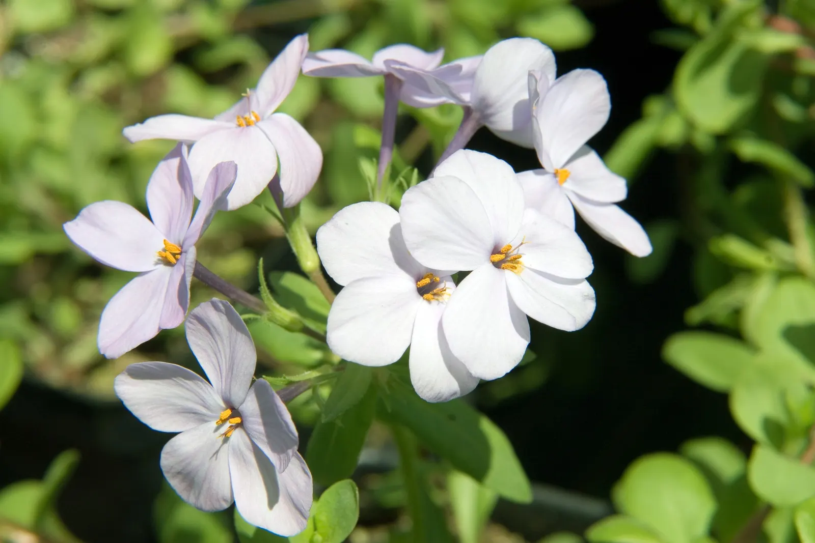 Blue Ridge Creeping Phlox (Phlox Stolonifera 'Blue Ridge') — Thrives in partial shade to full sun, reaching 6-12 inches tall and spreading up to 2 feet