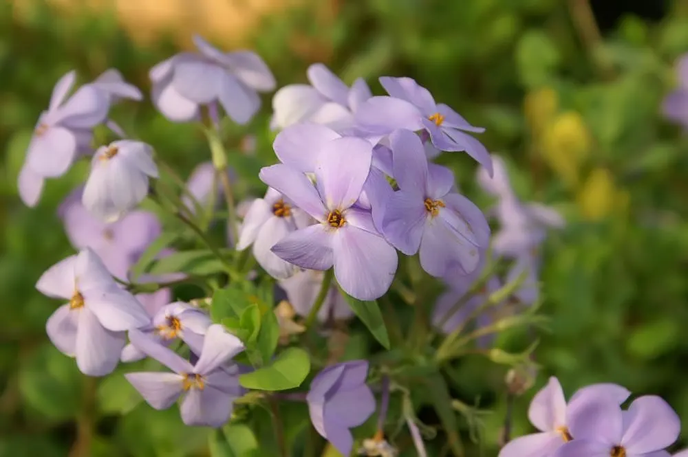 Blue Ridge Creeping Phlox (Phlox Stolonifera 'Blue Ridge') — Prefers well-drained soil