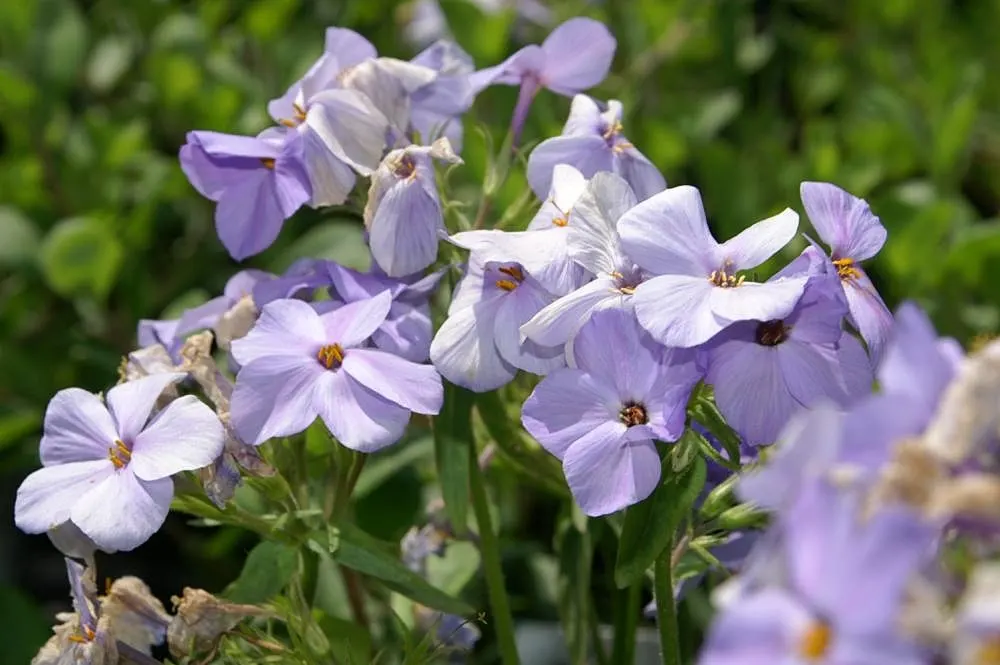 Blue Ridge Creeping Phlox (Phlox Stolonifera 'Blue Ridge') — celebrated for its spring carpet of lavender-blue flowers